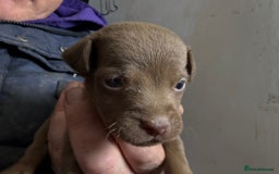 Patterdale Terrier dogs for sale: #Sold# Quality Patterdale Terrier Pups - Image 13