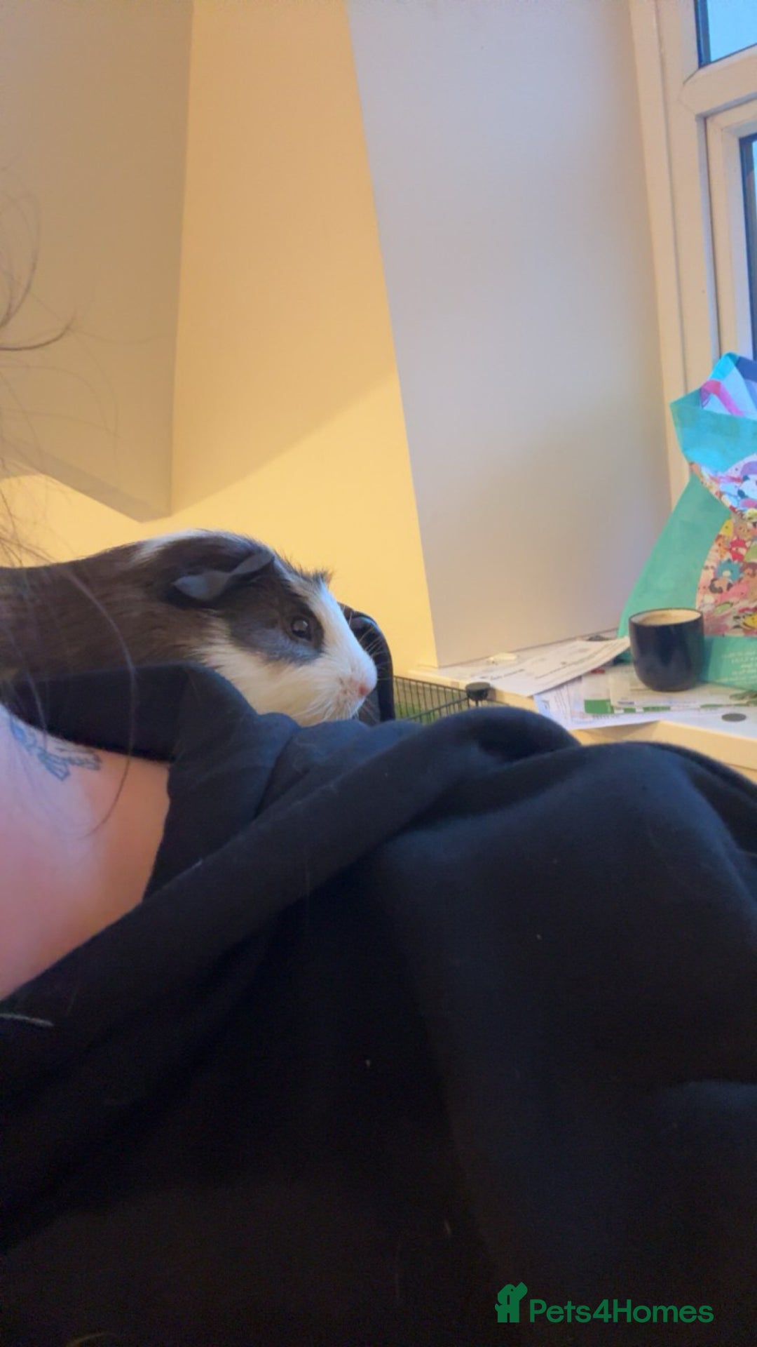 Guinea Pig rodents for sale: Male Guinea Pig needs a new home - Image 7