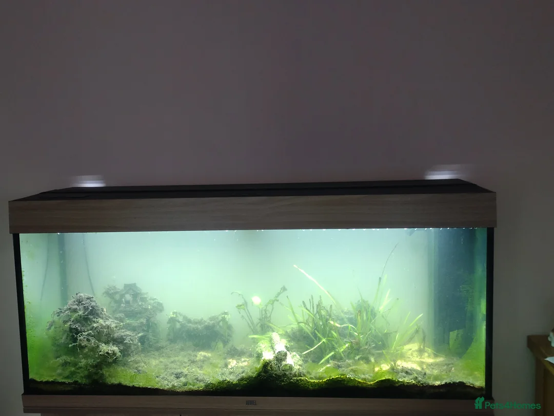 Loaches fish for sale: Fish tank  - Advert 1