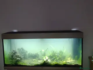 Loaches fish Fish tank - Advert 3