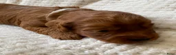 Cockapoo dogs for sale: DNA Clear 6 Gorgeous Dark Red F1 Cockapoo puppies - Advert 27