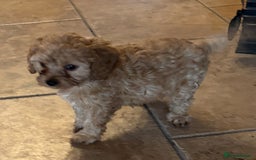Cavapoo dogs for sale: Health-checked calm loving pups - Image 13