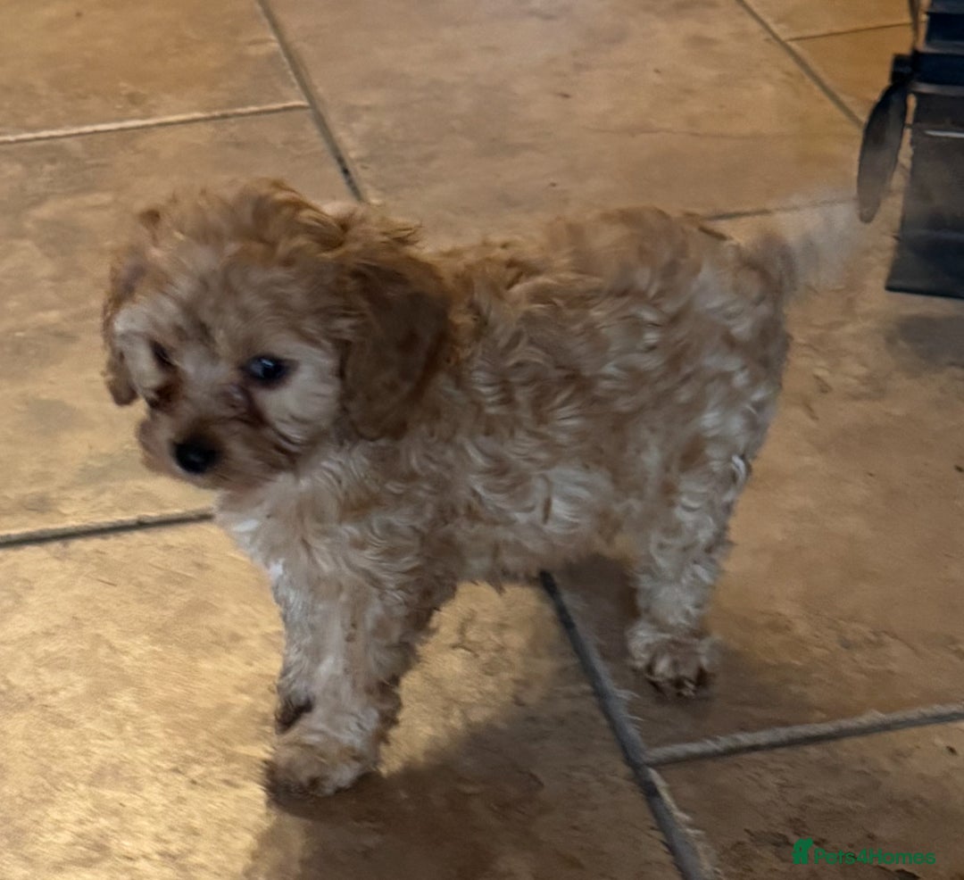 Cavapoo dogs for sale: Health-checked calm loving pups - Image 13