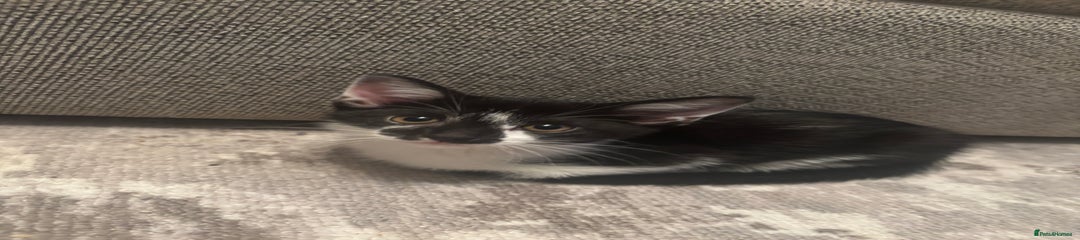 Domestic Shorthair Kitten 4