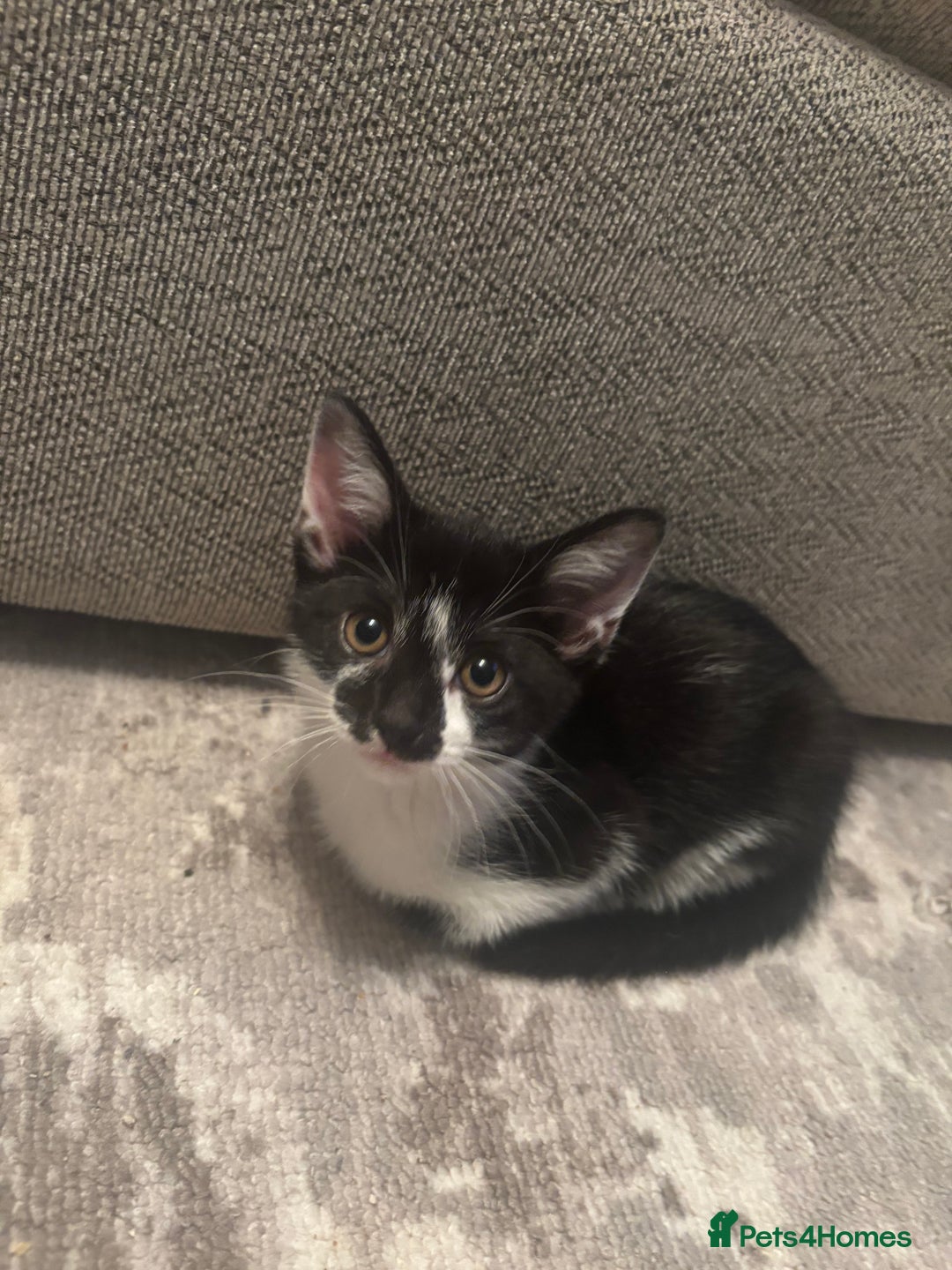 Domestic Shorthair cats for sale: Gorgeous mixed kittens  - Image 9