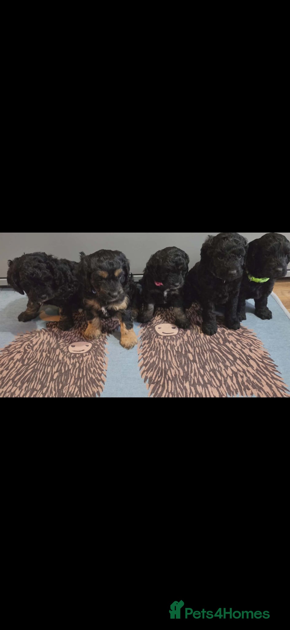 Cockapoo dogs Stunning f1b cockapoo puppies  - Advert 15