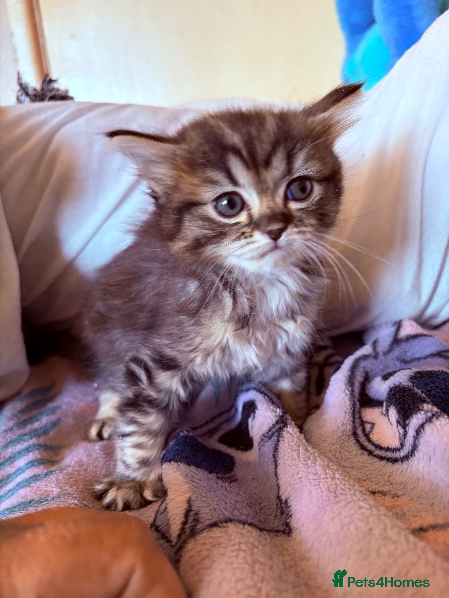 Ragdoll cats kittens for sale - Advert 9