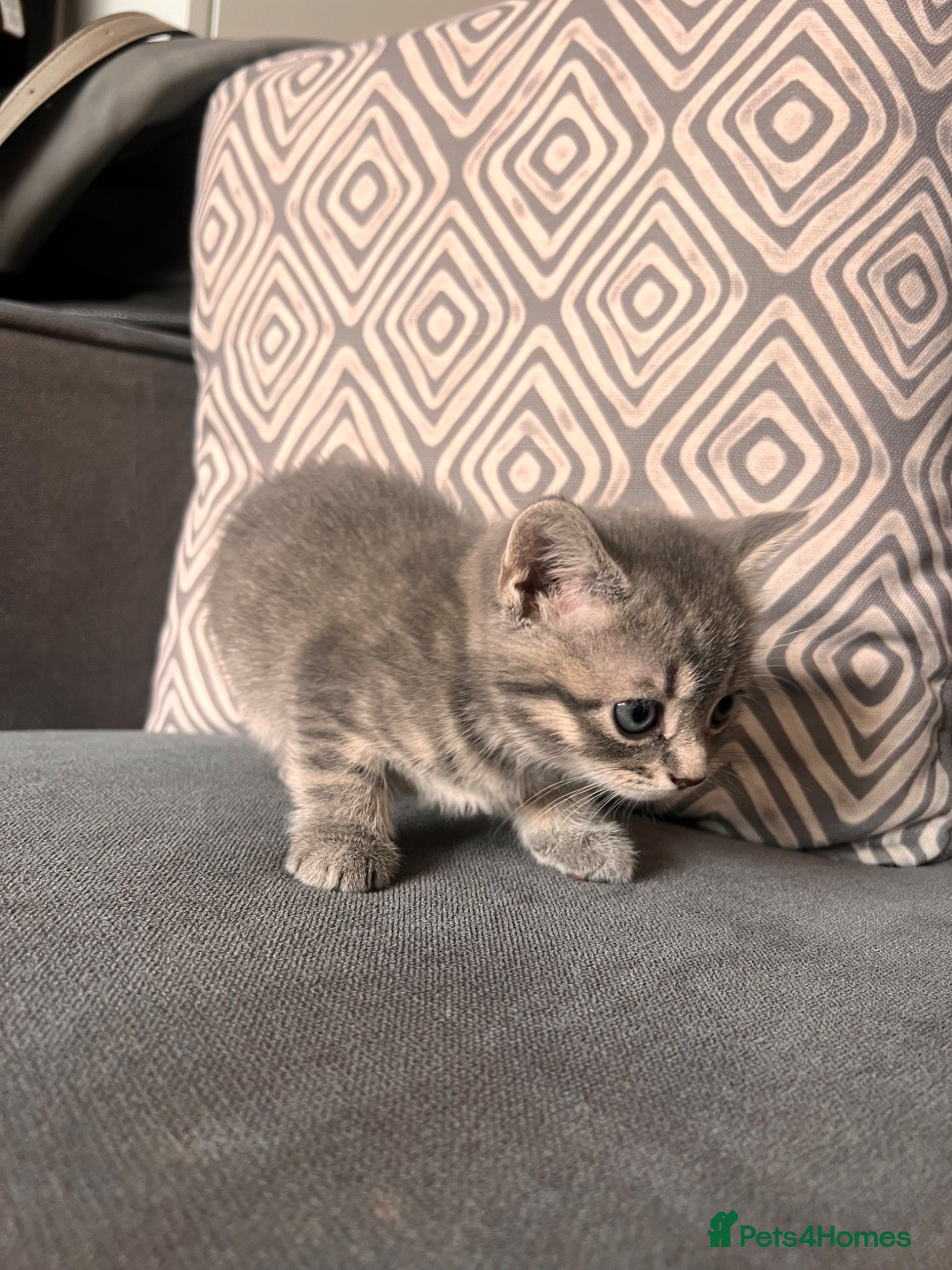 Scottish Fold cats for sale: Scottish and brittish kittens in Wigston - Advert 17