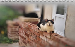 Mixed Breed cats for sale: Abandoned soul,looking for a home!♡ - Image 5