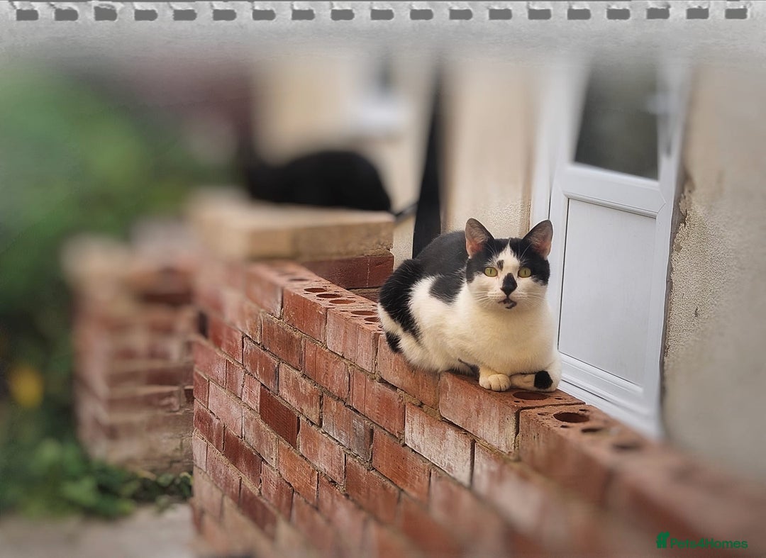 Mixed Breed cats for sale: Abandoned soul,looking for a home!♡ - Image 5