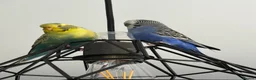 Budgerigars birds for sale: Budgies and cage in York - Advert 3