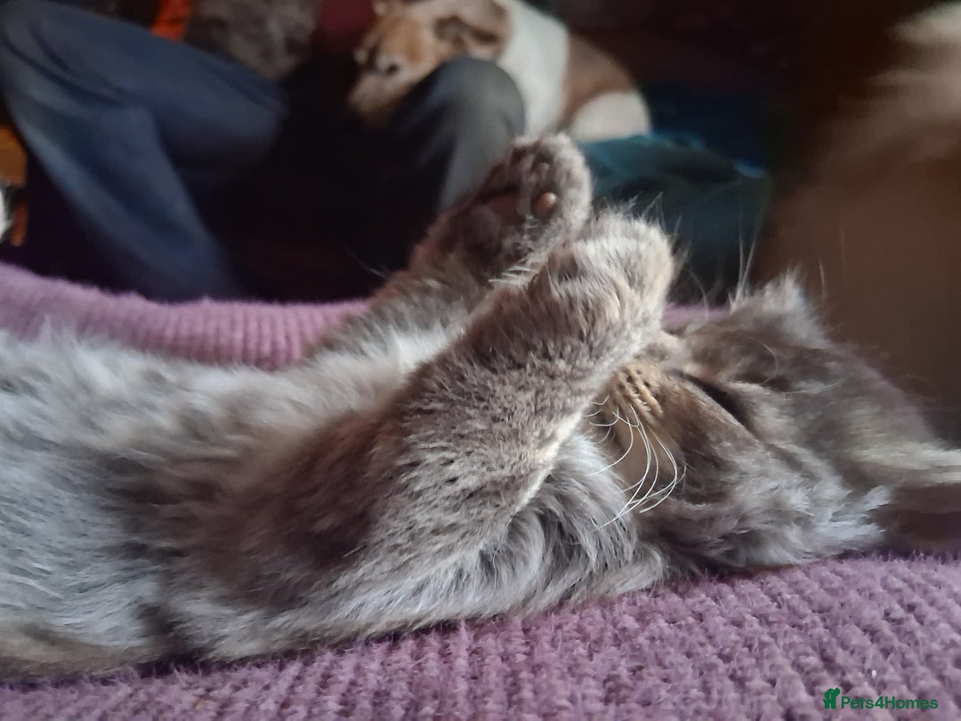 Mixed Breed cats for sale: AWESOME FLUFFY CHUNKY NORWEGIAN FOREST CAT X - Advert 13