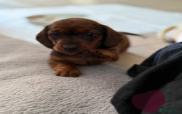 Miniature Dachshund dogs for sale: Miniature Dachshund puppies - Image 8