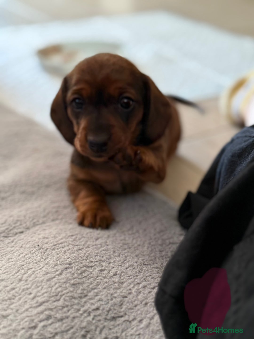 Miniature Dachshund dogs for sale: Miniature Dachshund puppies - Image 8