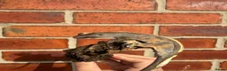 Gecko reptiles for sale: Crested Geckos  - Advert 16