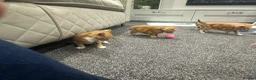 Mixed Breed cats for sale: Kittens  in Chelmsford - Advert 9