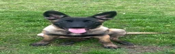 Belgian Shepherd Dog dogs for sale: Belgian malinois  - Advert 4