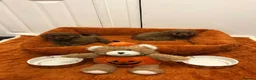 Cavalier King Charles Spaniel dogs for sale: Beautiful fox red cavapoo puppies  in Walsall - Advert 6
