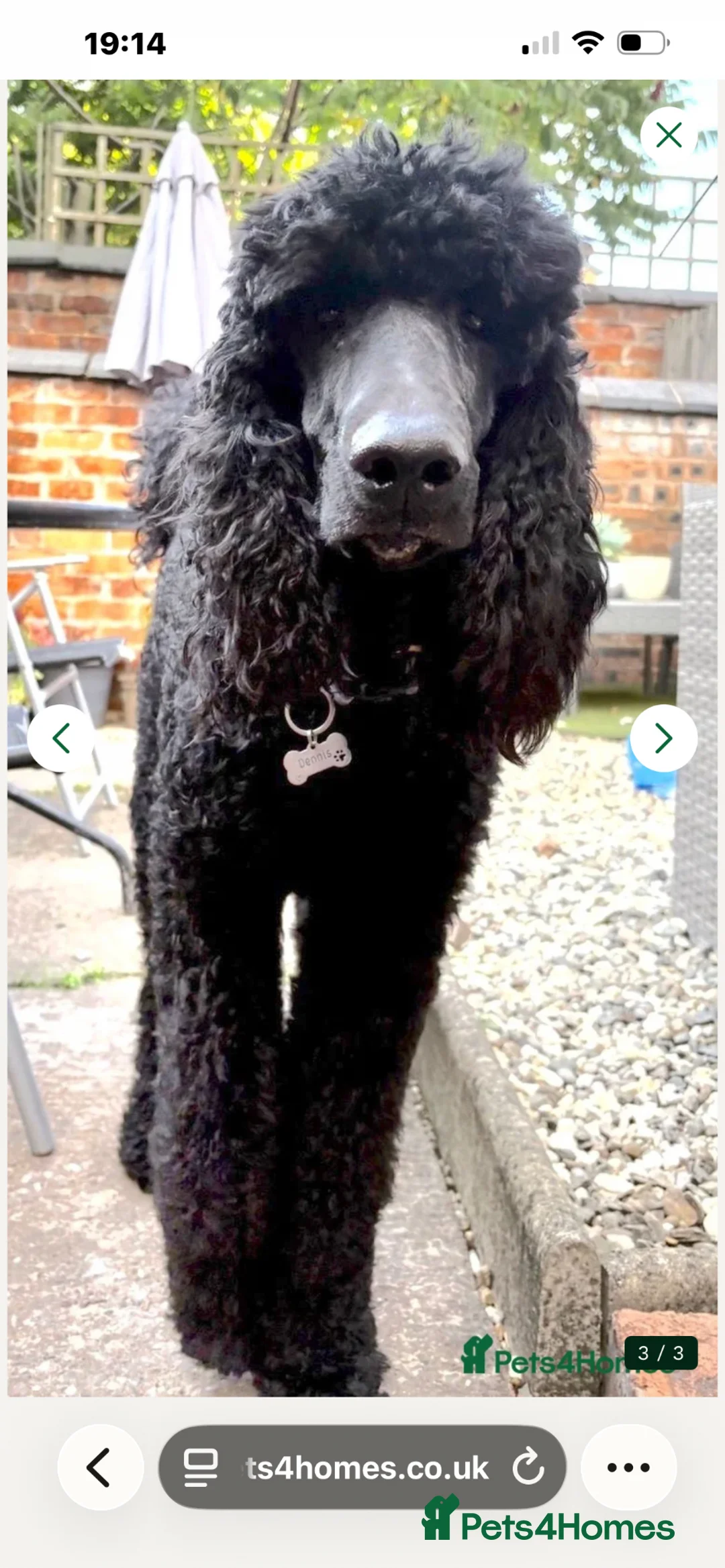 Standard Poodle dogs for stud: Standard poodle ( Stud only ) - Advert 3