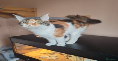 Maine Coon cats - Advert 12