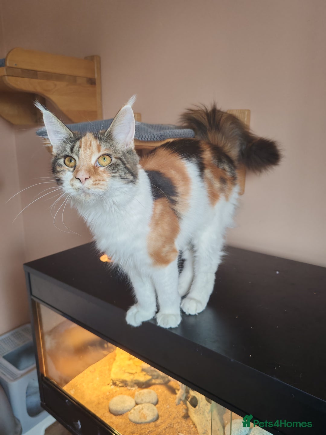 Maine Coon cats for sale: Last female  - Image 3