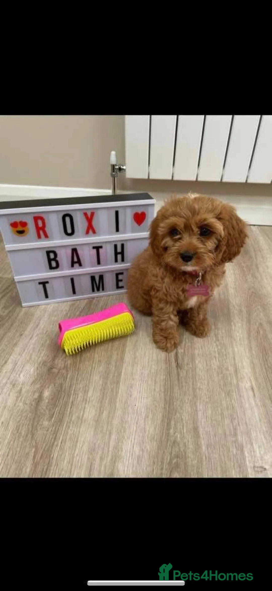 Cavapoo dogs for sale: Beautiful F1 Red Cavapoos- Health Tested - Advert 22