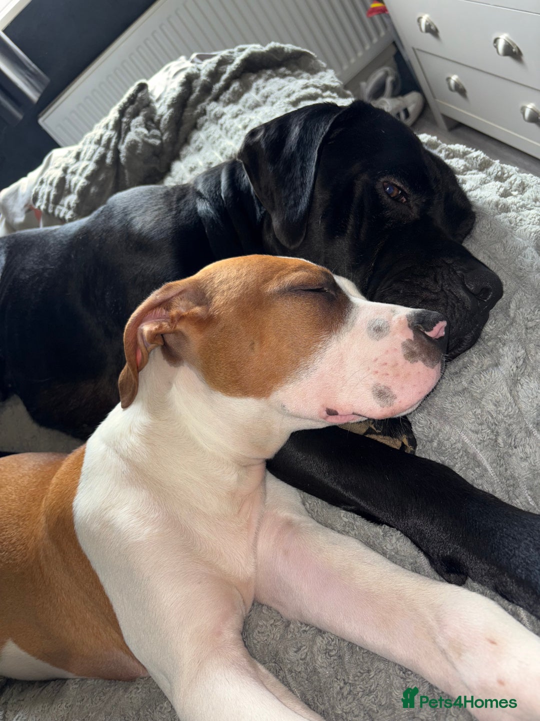 Cane Corso dogs for sale:  **  cane corso - Advert 3