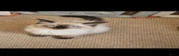 Ragdoll cats for sale: BEAUTIFUL RAGDOLL KITTENS READY NOW  - Advert 6