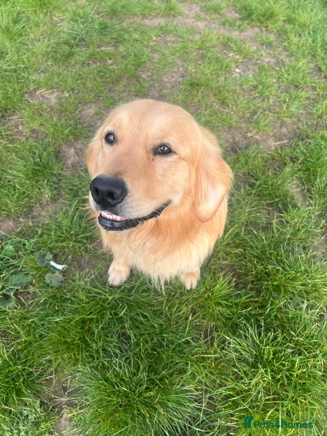 Golden Retriever dogs for stud: Golden retriever stud - Advert 9