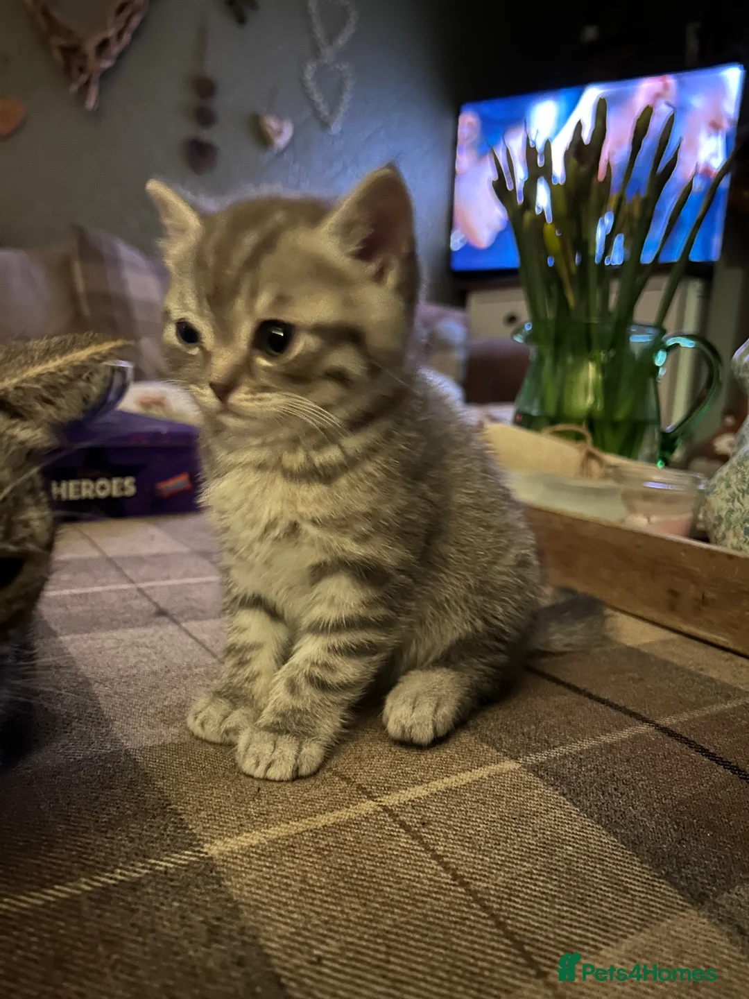 Scottish Fold cats for sale: Scottish Straight ear Boy - Advert 2