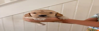 Cockapoo 2