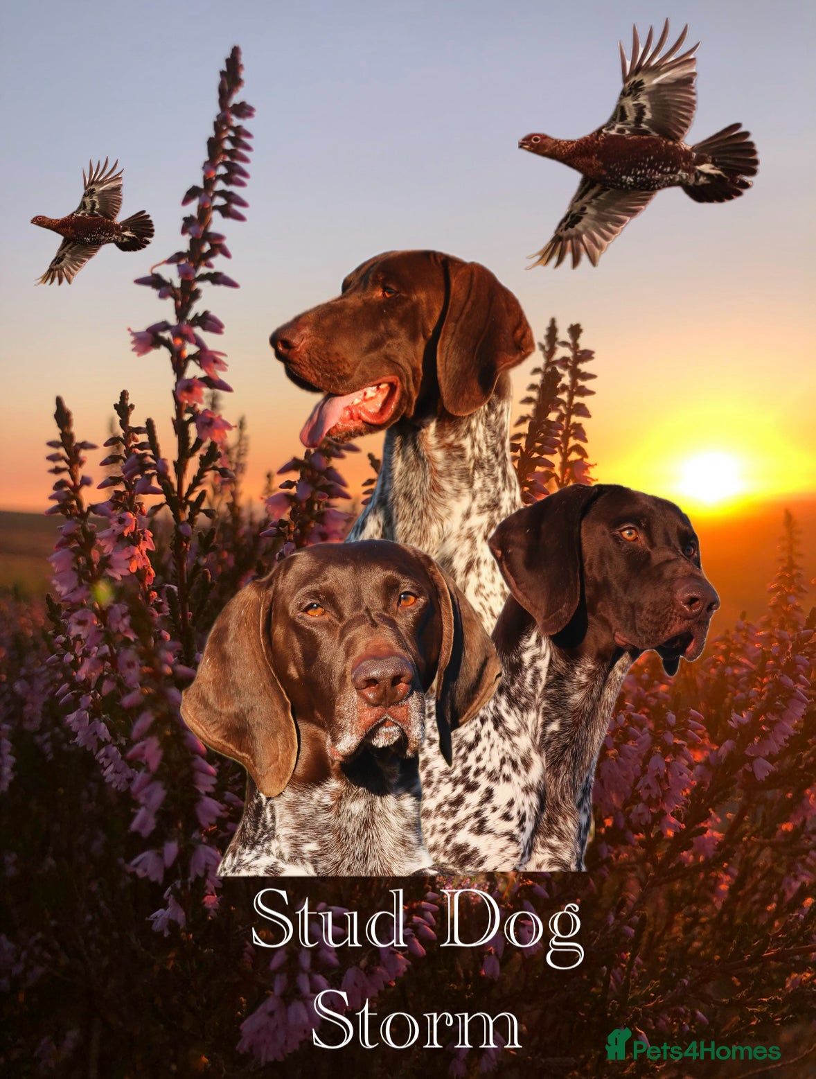 German Shorthaired Pointer dogs Excellent example Gsp kc and health tested. STUD in Lancaster - Advert 2