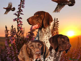 German Shorthaired Pointer dogs Excellent example Gsp kc and health tested. STUD in Lancaster - Advert 19