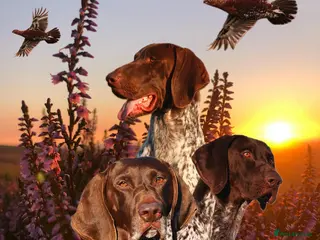 German Shorthaired Pointer dogs Excellent example Gsp kc and health tested. STUD in Lancaster - Advert 1