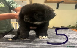Central Asian Shepherd dogs for sale: Central Asian Shepard x Rottweiler  - Image 20