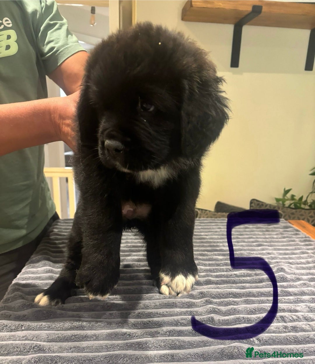 Central Asian Shepherd dogs for sale: Central Asian Shepard x Rottweiler  - Image 20