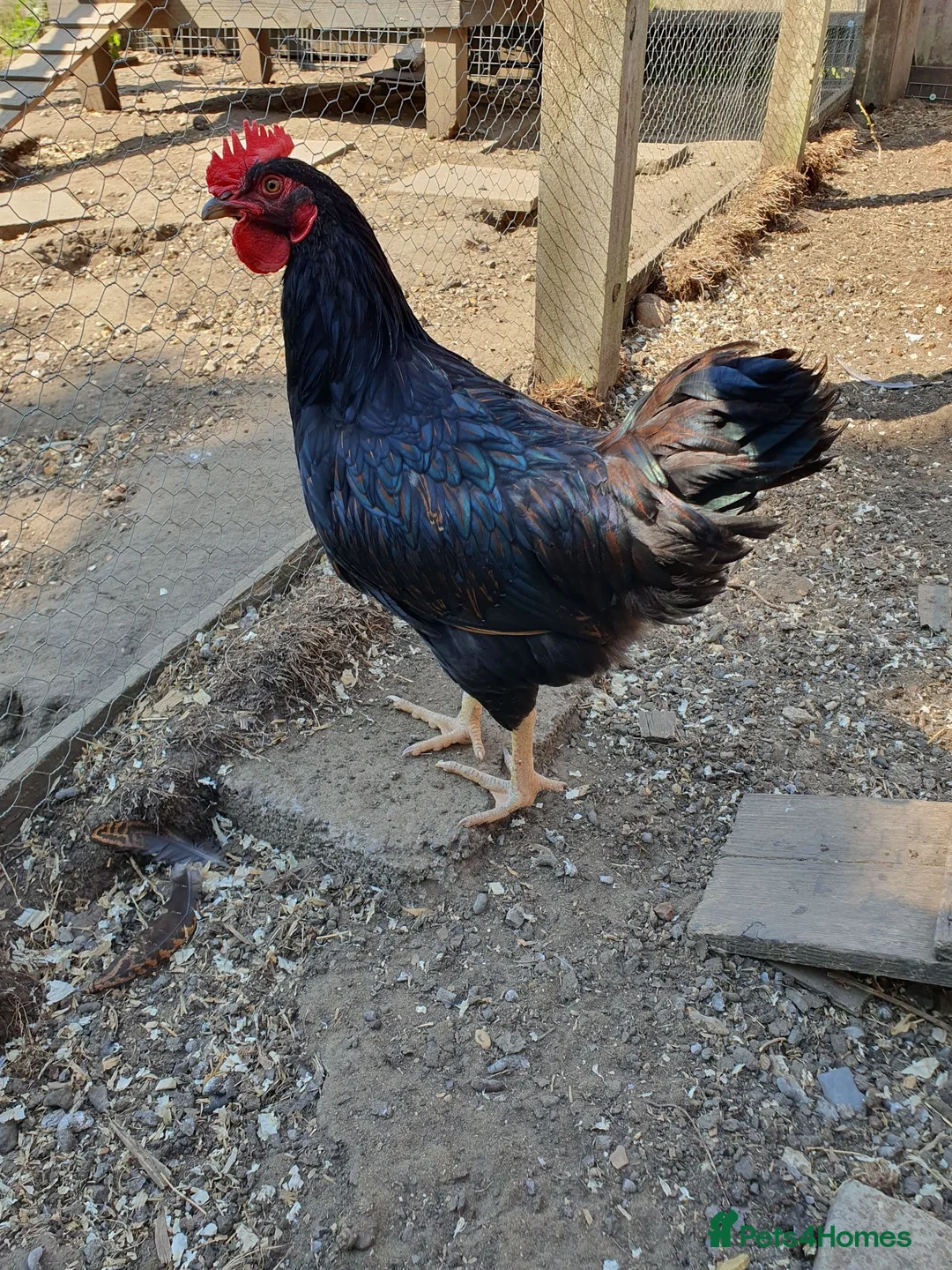 Chickens poultry for sale: Gold Laced Barnevelder Cockerels - Advert 2