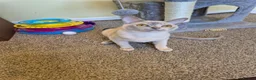 Burmese cats for sale: Beautiful Pedigree Lilac Tortie Burmese Kitten - Advert 2