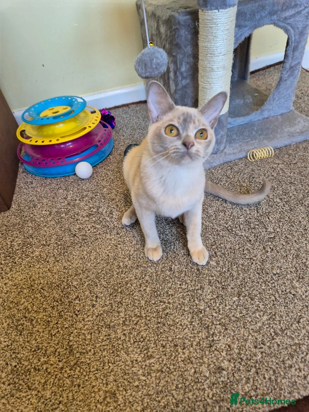 Burmese cats for sale: Beautiful Pedigree Lilac Tortie Burmese Kitten - Advert 2