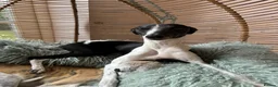Whippet dogs for sale: Pedigree (KC registered) Whippet Puppies in Aylesbury - Advert 9