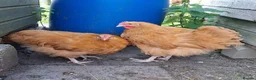 Chickens poultry for sale: Big Beautiful Buff Orpington Cockerels  in Alfreton - Advert 2