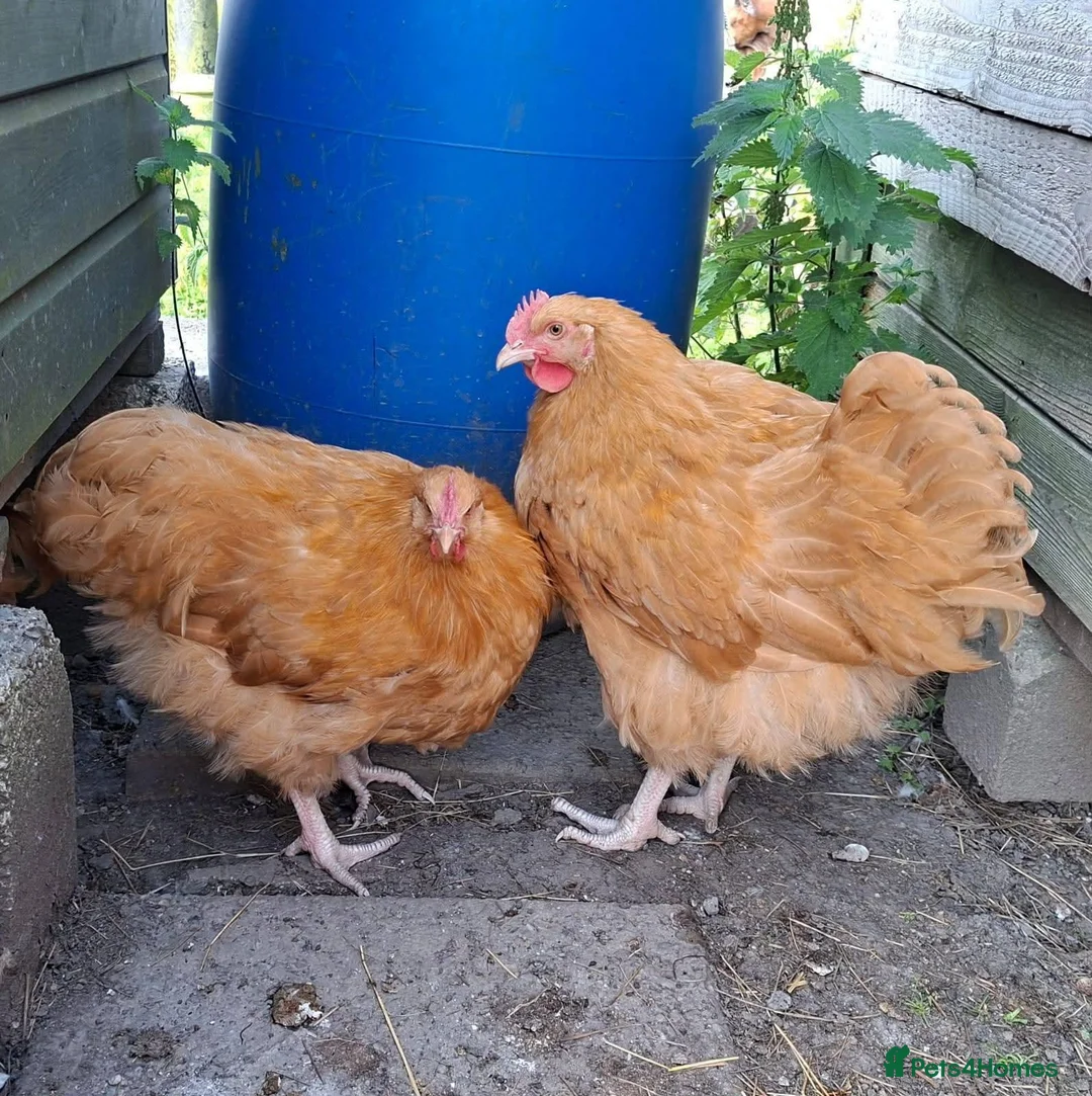 Chickens poultry for sale: Big Beautiful Buff Orpington Cockerels  in Alfreton - Advert 2