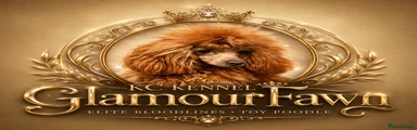 Toy Poodle Puppy 2