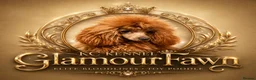 Toy Poodle dogs for sale: CH blood line, red toy poodles, Crufts  - Advert 9