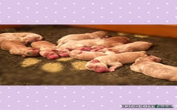 Australian Labradoodle dogs for sale: ♥️Tiny tails,Big Hearts - Australian Labradoodles  - Image 7