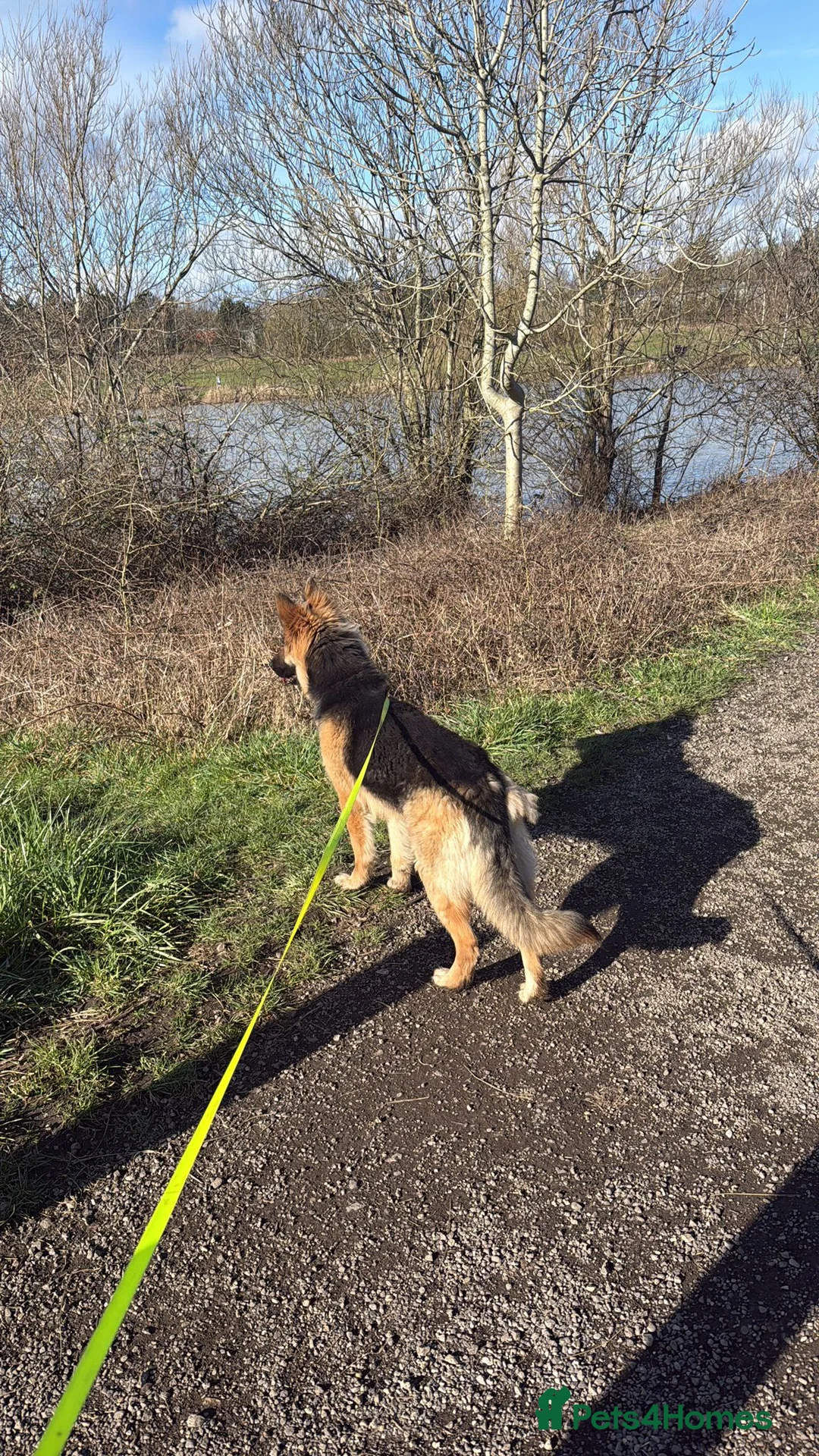 German Shepherd dogs for sale: 17 month old German Shepherd  in Chesterfield - Advert 6