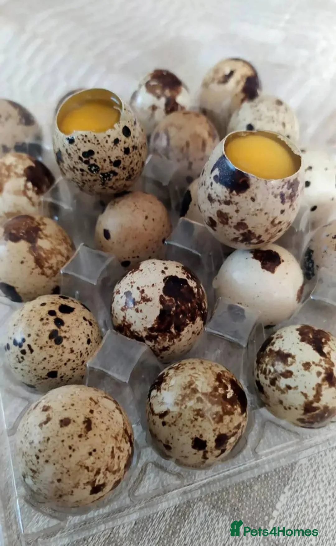 Quail poultry for sale: Very fresh fertilized quail eggs for sale - Advert 2