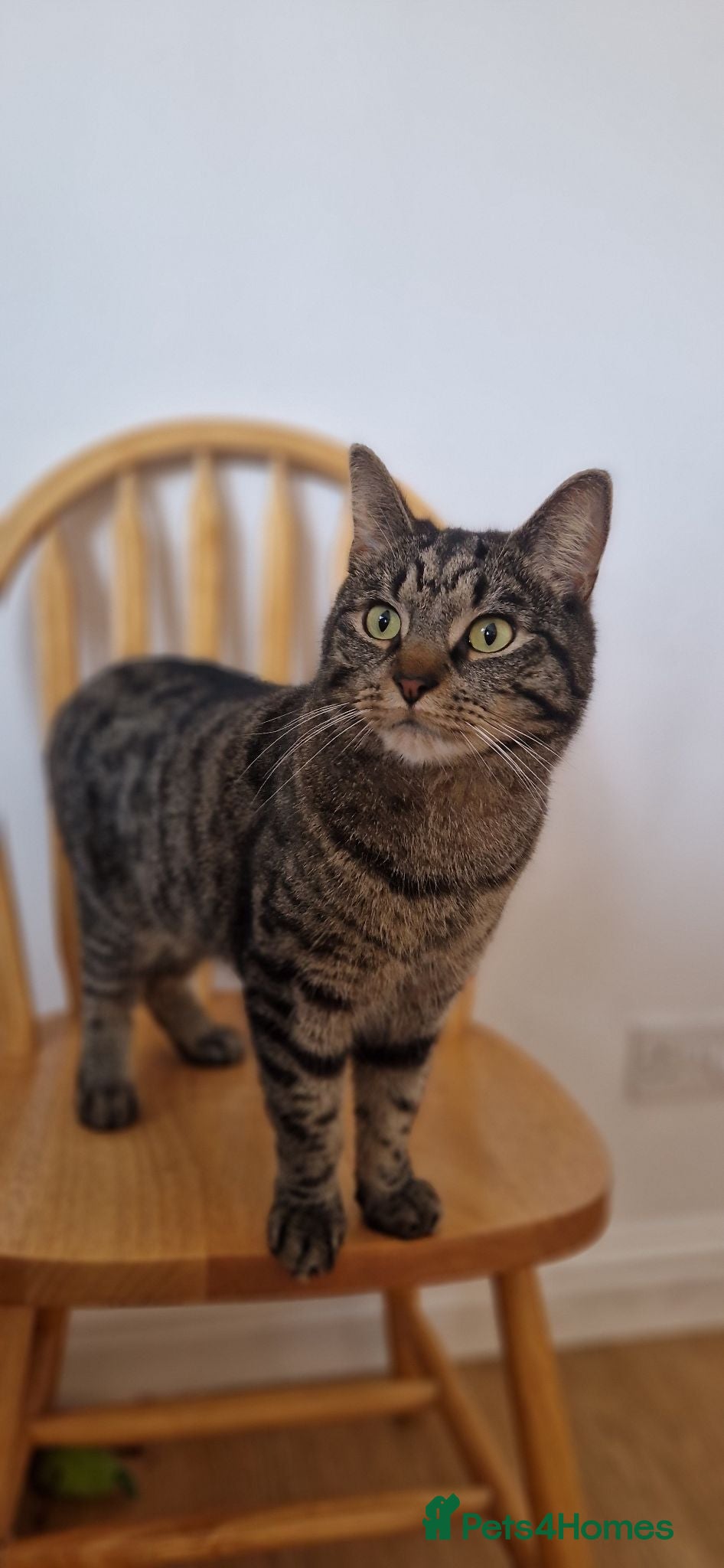 British Shorthair cats Two handsome, loving cats that go by Jam and Oat - Advert 1