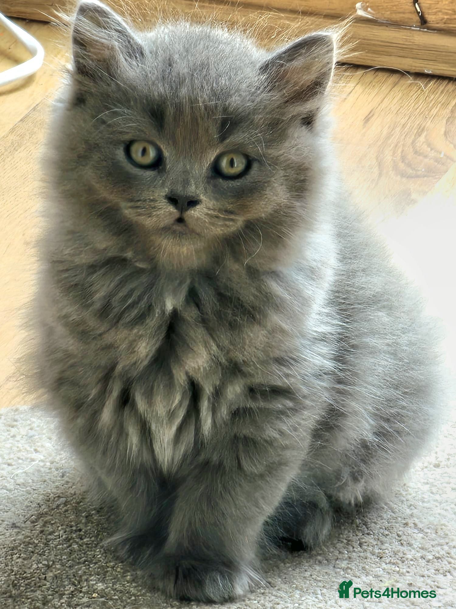 British Longhair cats Gorgeous British Blue longhair kittens - Advert 1