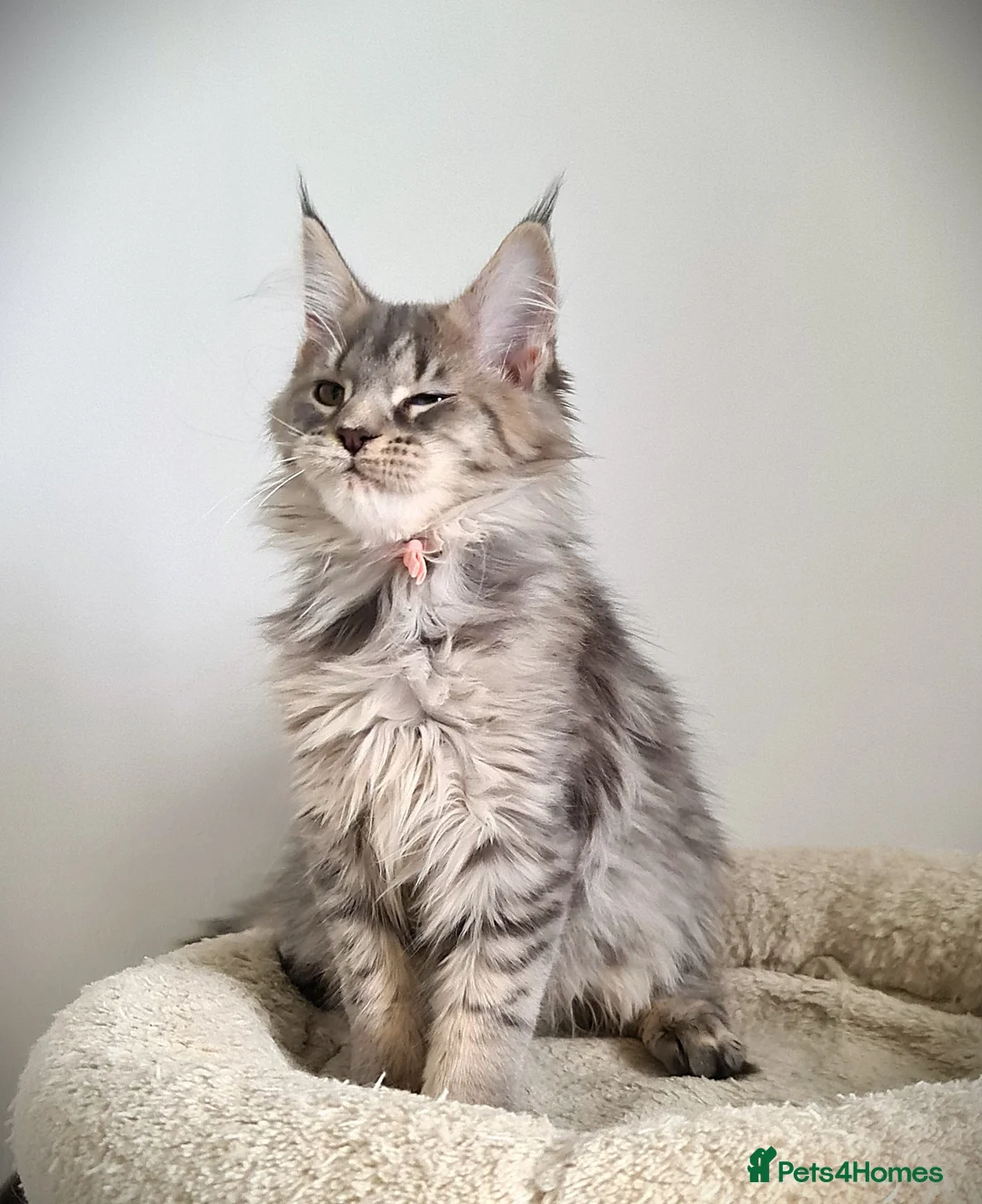 Maine Coon cats for sale: STUNNING 4️⃣ PEDIGREE MAINE COON KITTENS READY ❗❗❗ - Advert 12